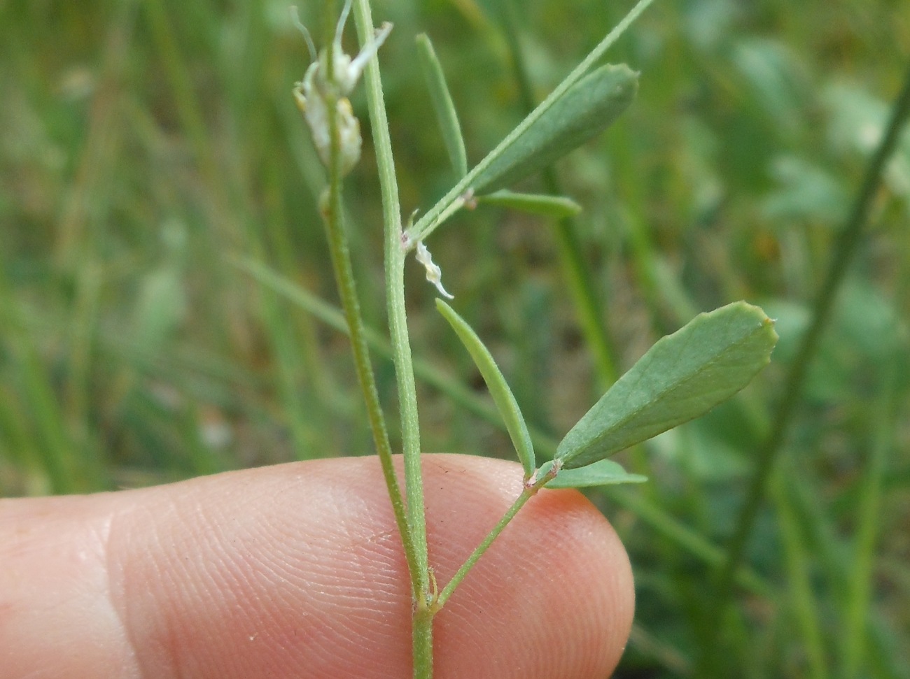 Trigonella wojciechowskii (=Melilotus neapolitanus) / Meliloto napoletano